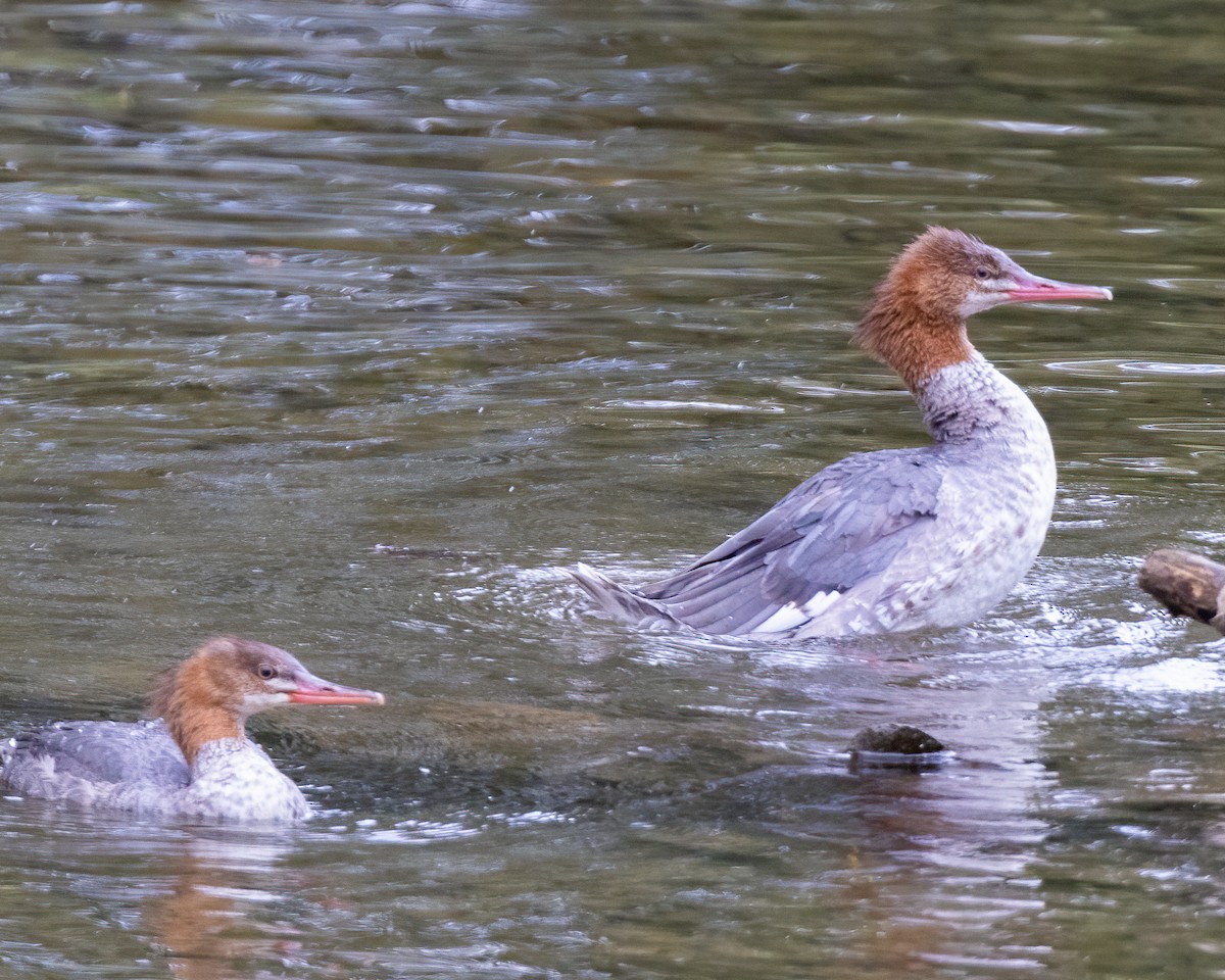 Common Merganser - ML623893292