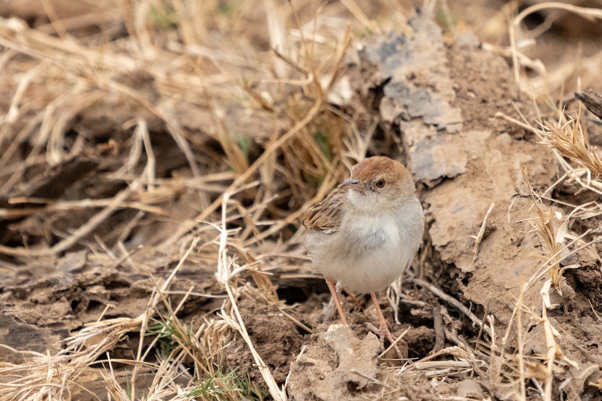 Rock-loving Cisticola - ML623893316