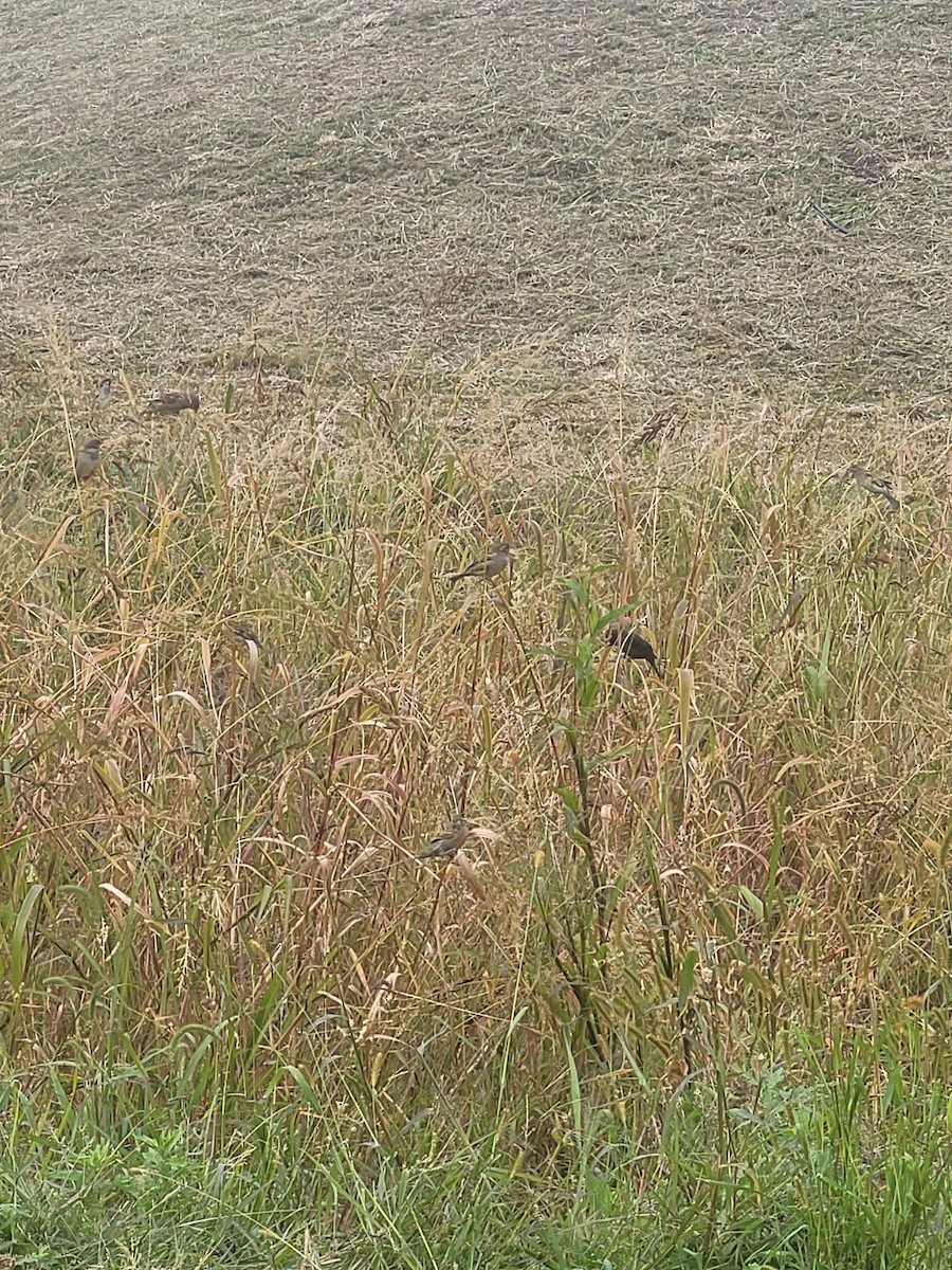 House Sparrow - Samuel Harris