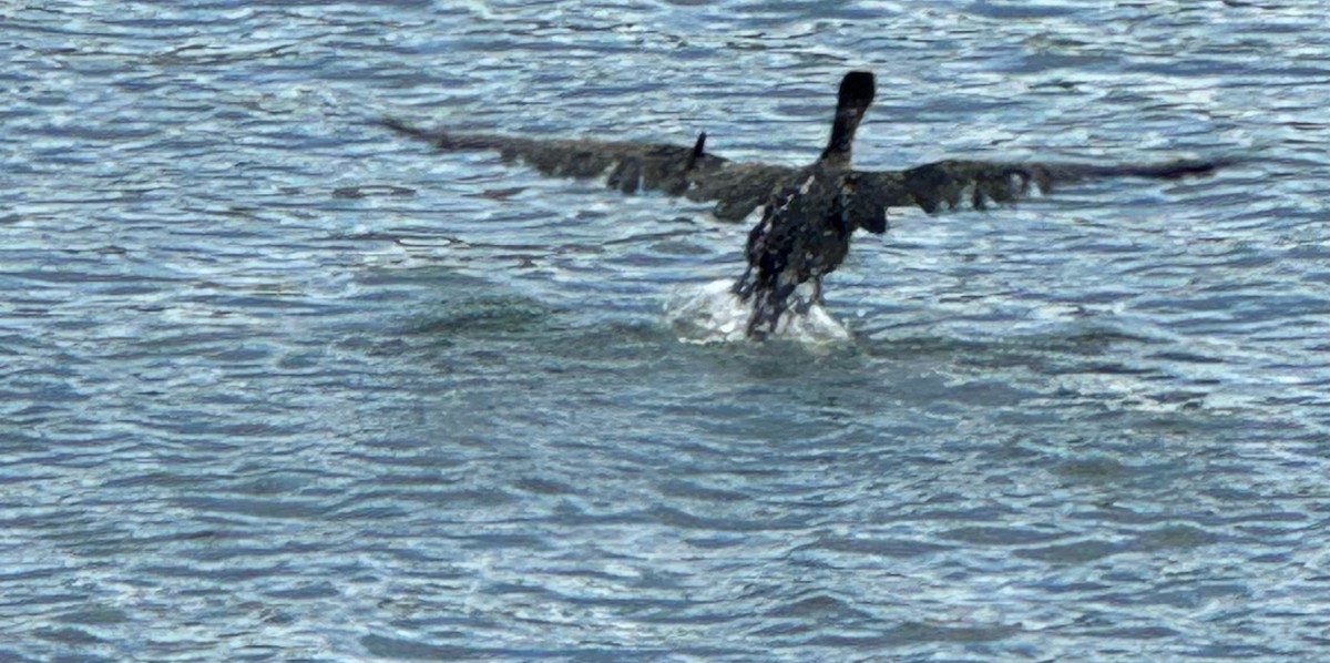 Double-crested Cormorant - ML623893319