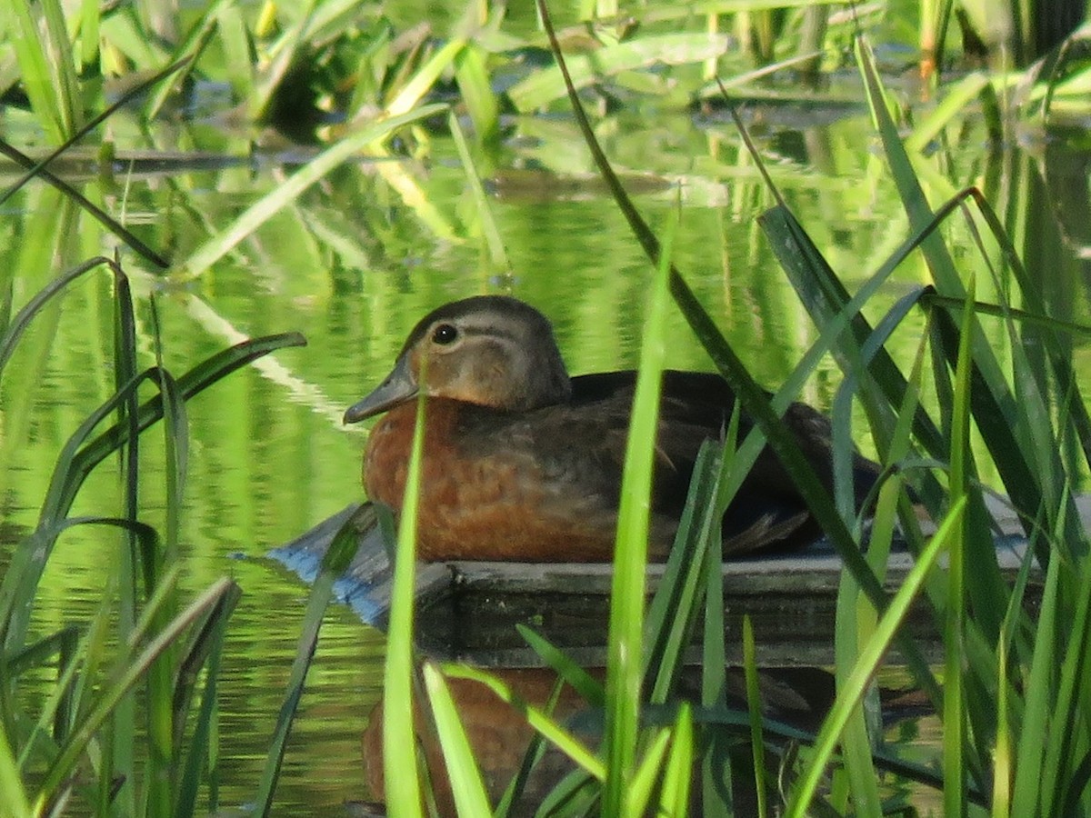 Wood Duck - ML623893321