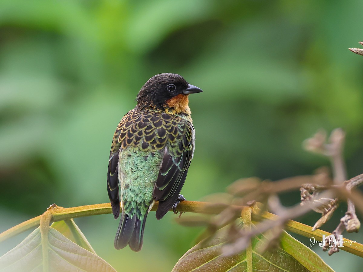 Rufous-throated Tanager - ML623893343