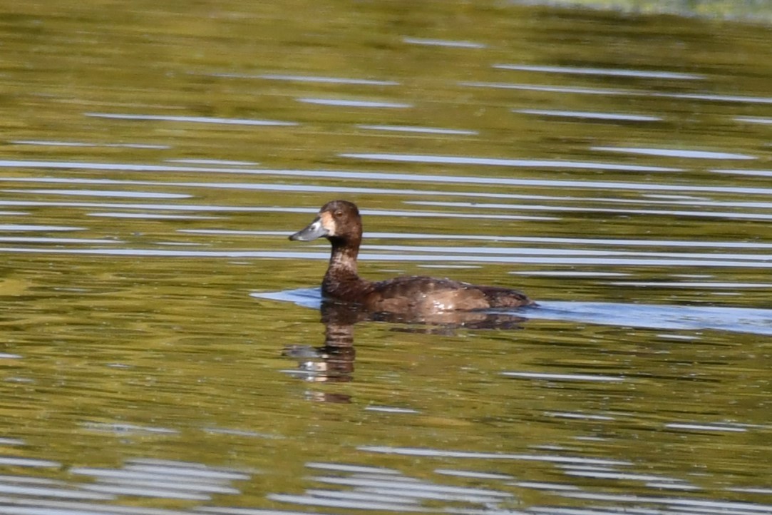 Lesser Scaup - ML623893349