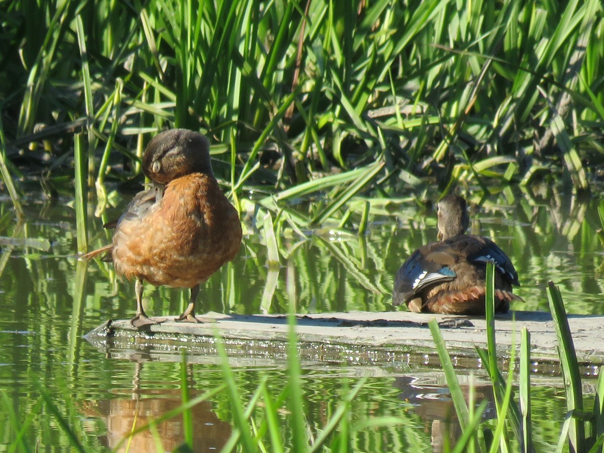 Wood Duck - ML623893350