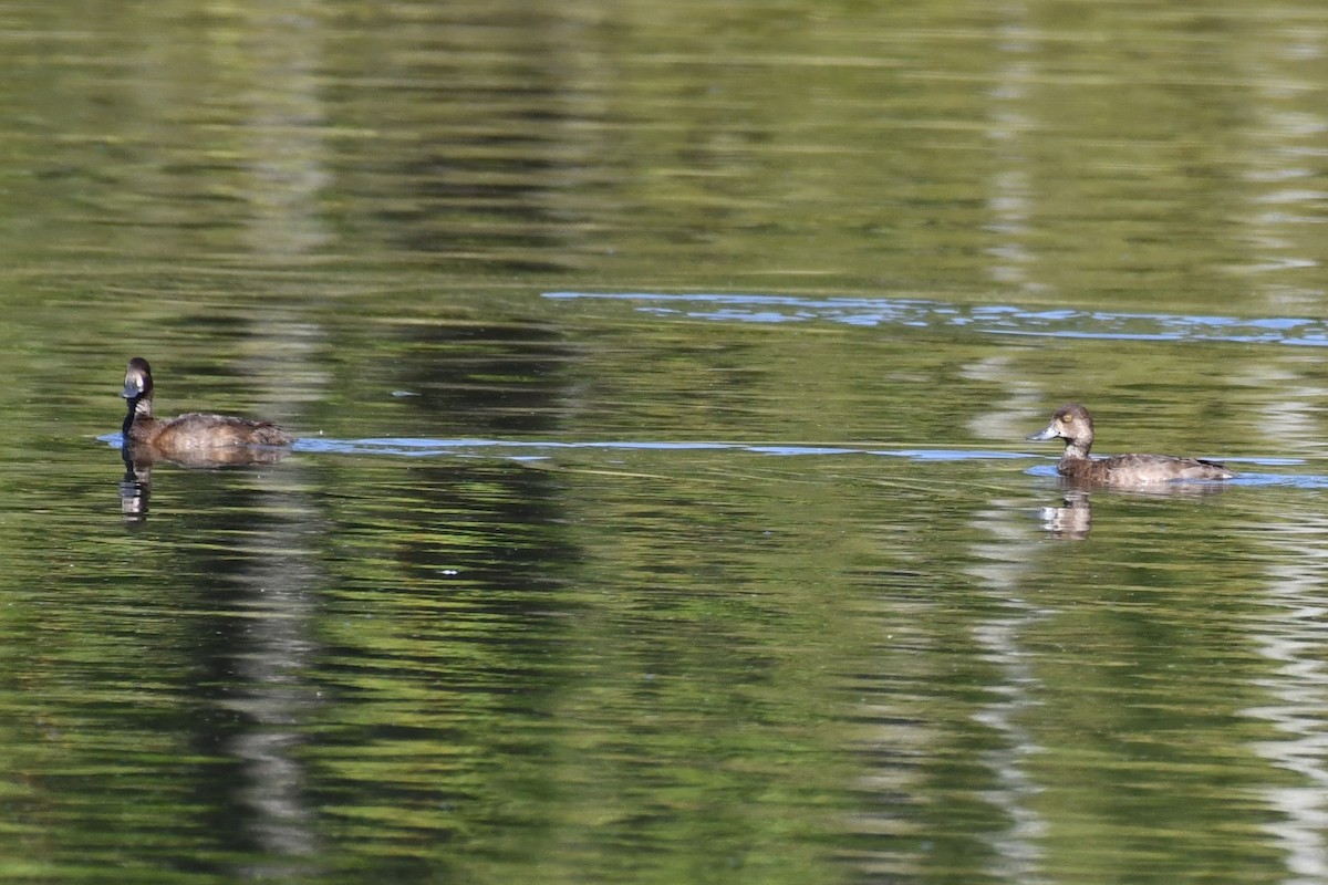 Lesser Scaup - ML623893351