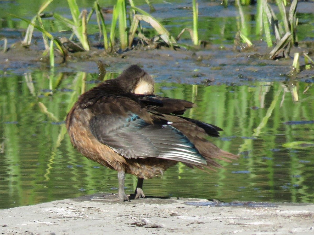 Wood Duck - ML623893352