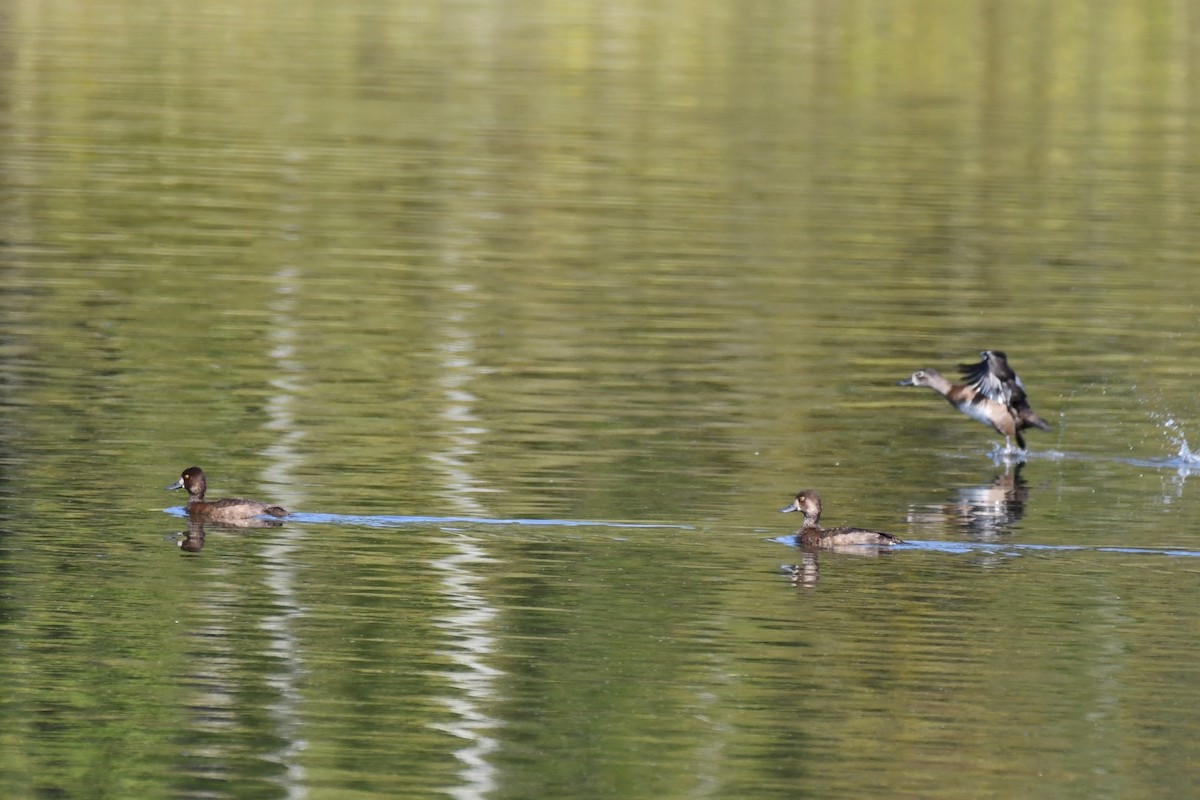 Lesser Scaup - ML623893353