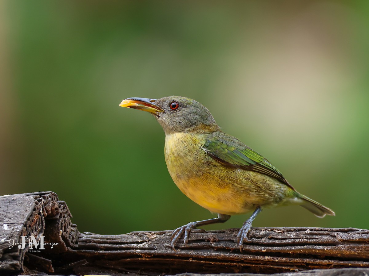 Golden-collared Honeycreeper - Janny Montenegro