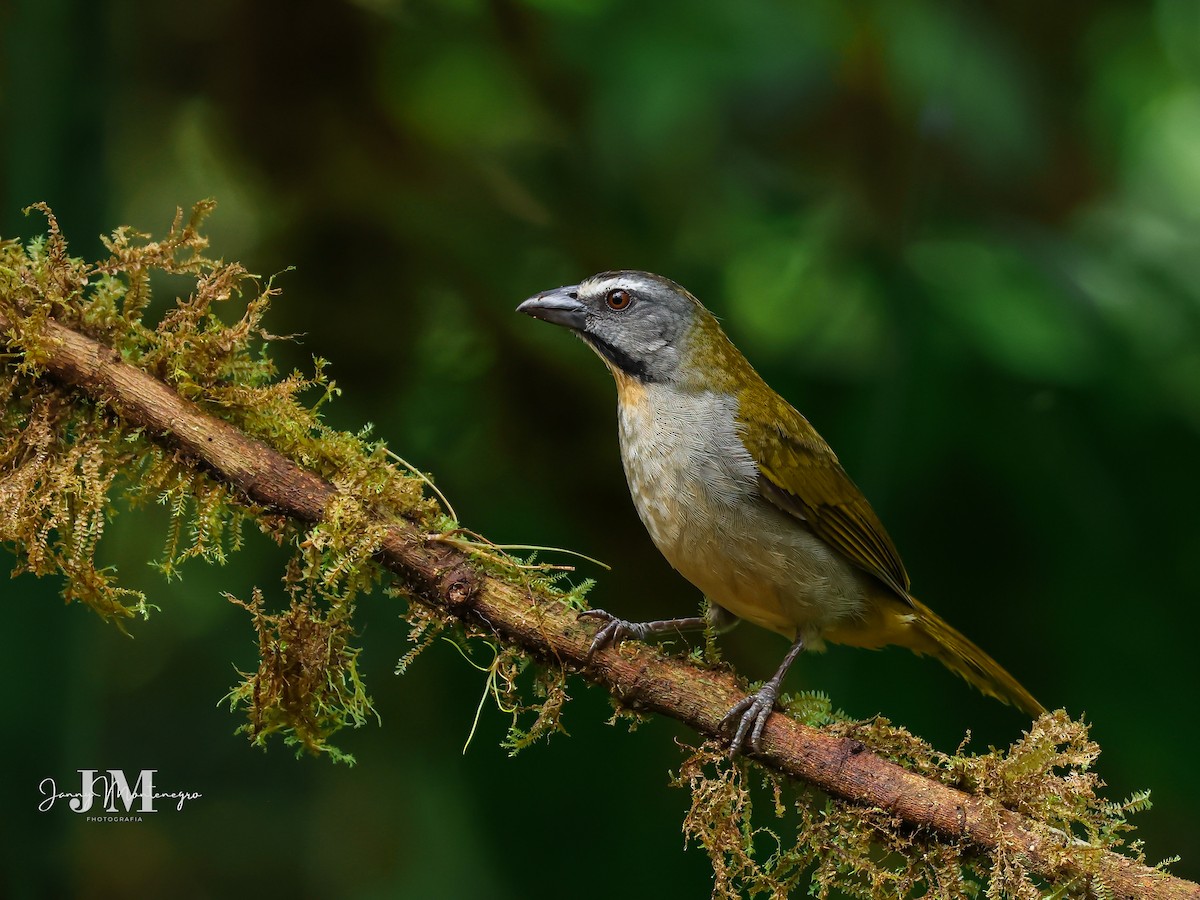 Buff-throated Saltator - ML623893371