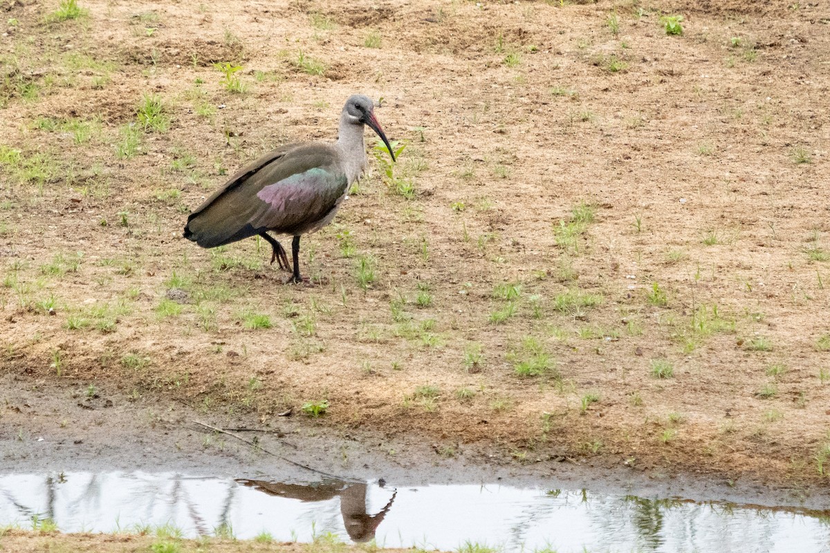 Ibis Hadada - ML623893444