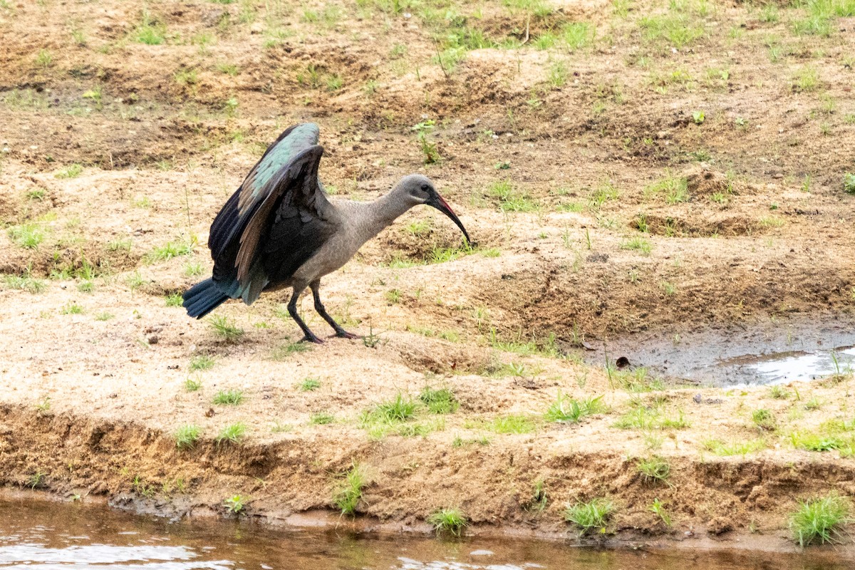 Hadada Ibis - Chantal Pharand