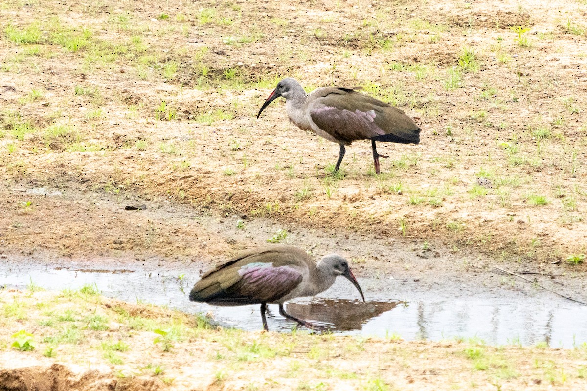 Ibis Hadada - ML623893446