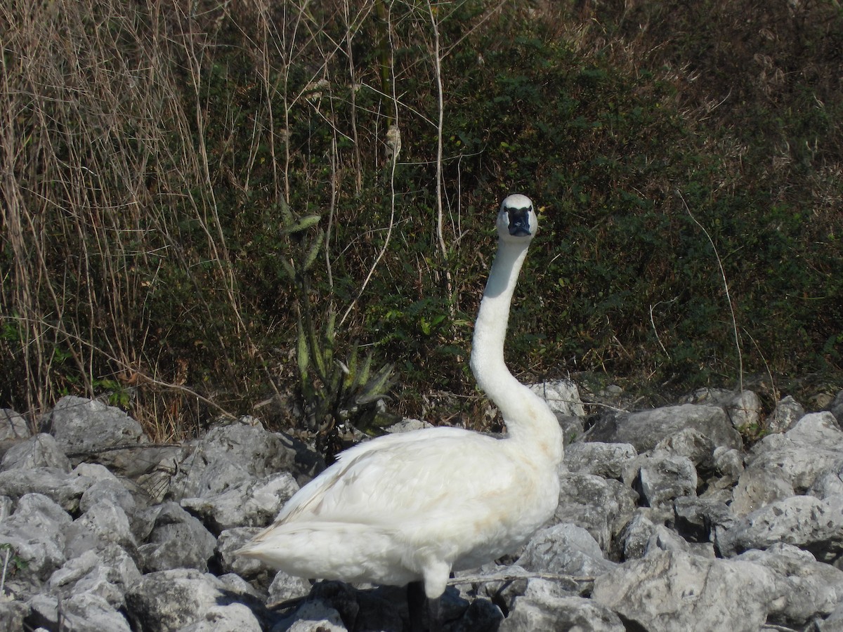 Tundra Swan - ML623893454