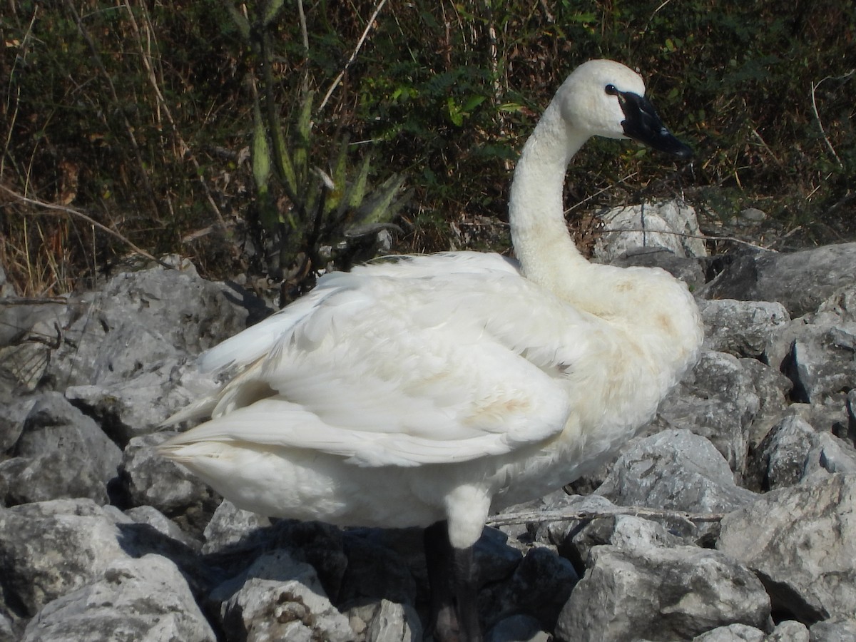 Tundra Swan - ML623893455