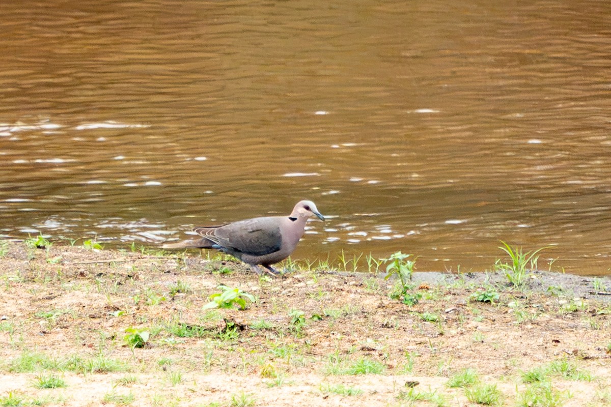 Red-eyed Dove - ML623893458