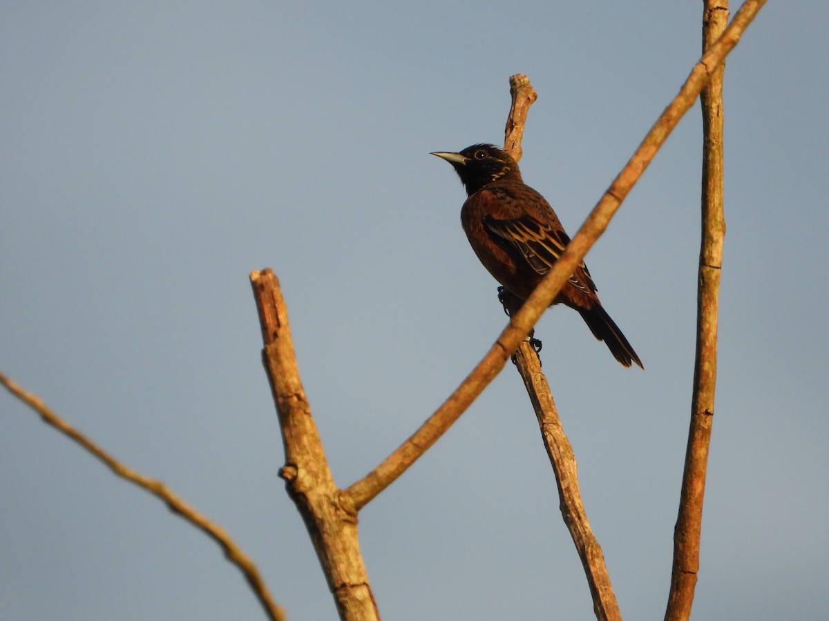 Orchard Oriole - Consuelo Hernandez Garcia