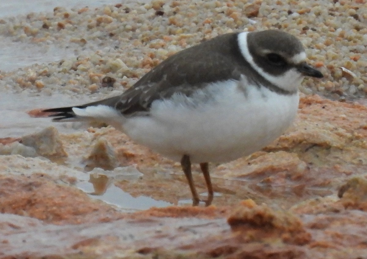 Semipalmated Plover - ML623893497