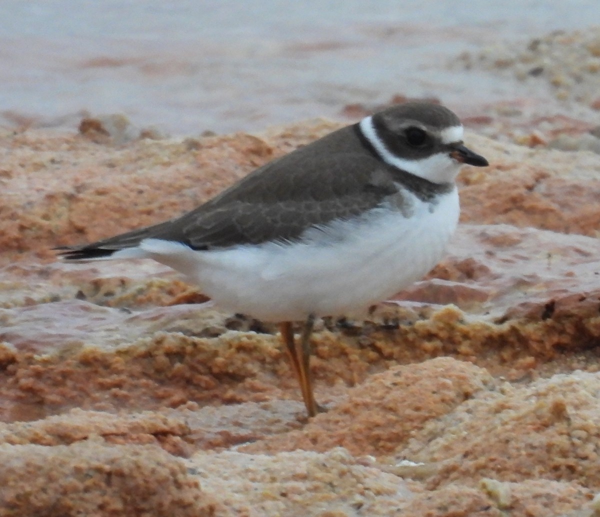 Semipalmated Plover - ML623893499