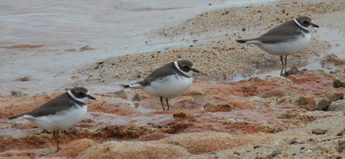 Semipalmated Plover - ML623893500