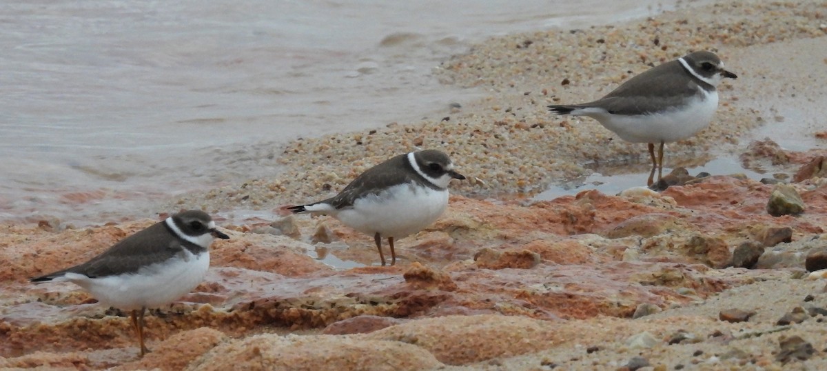 Semipalmated Plover - ML623893501