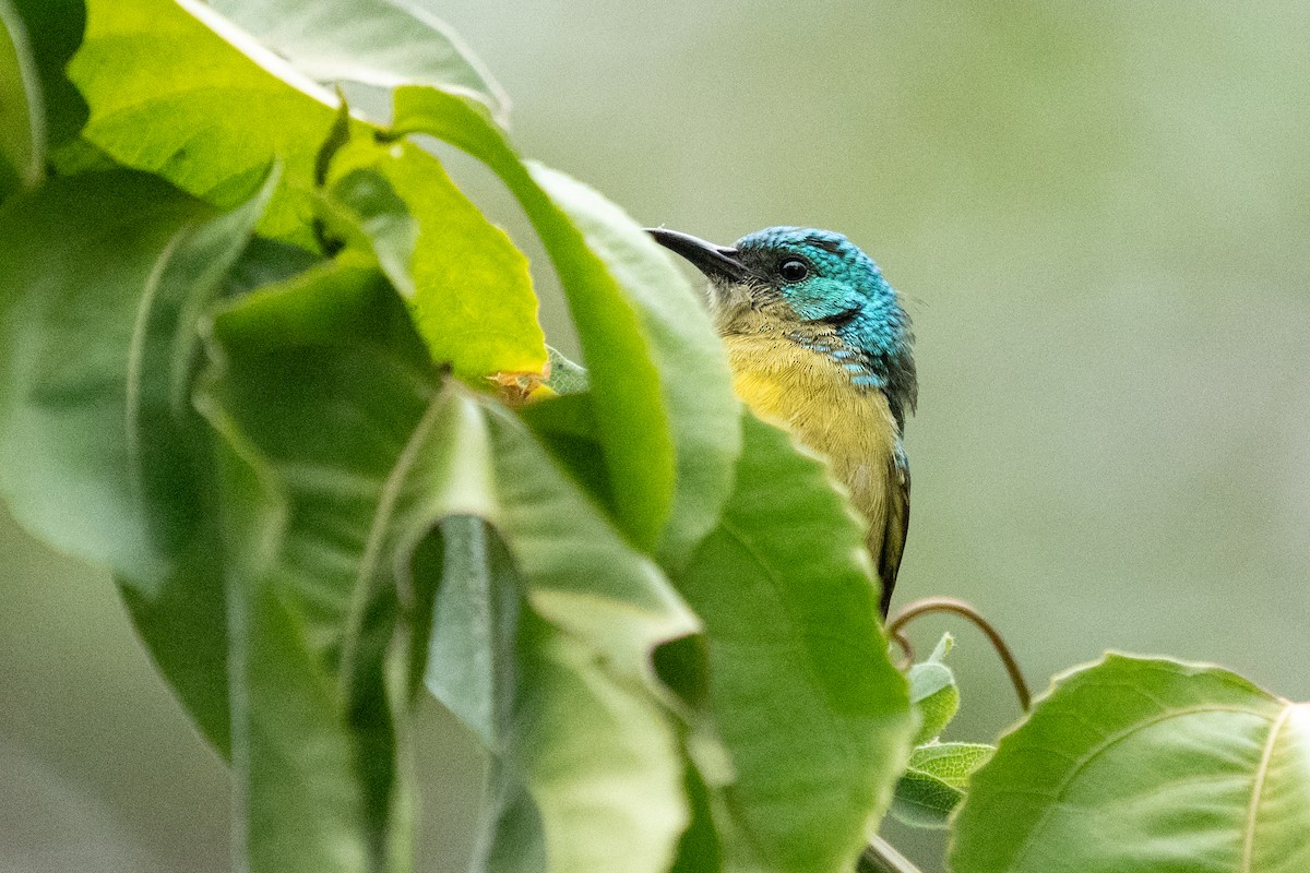 Collared Sunbird - ML623893520