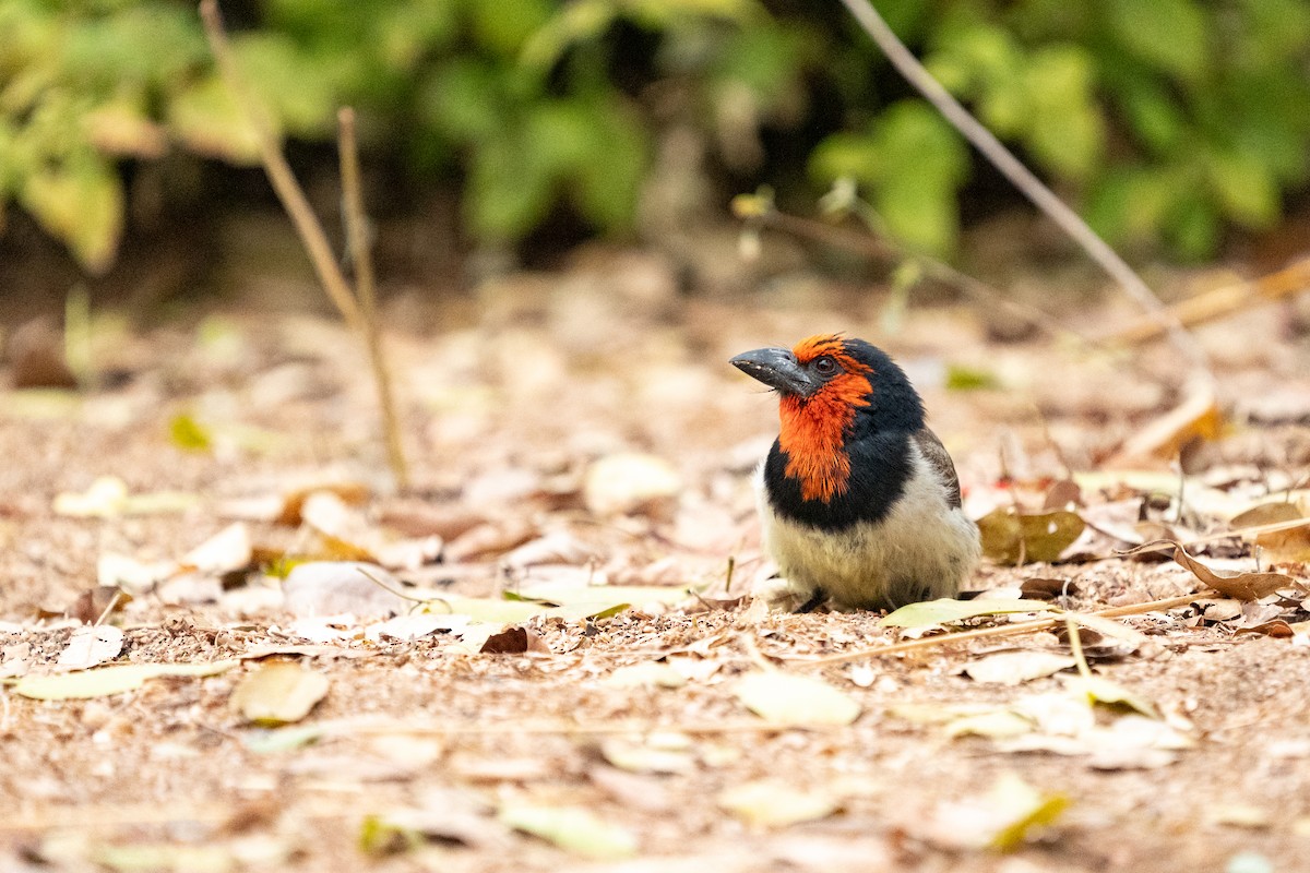 Black-collared Barbet - ML623893566