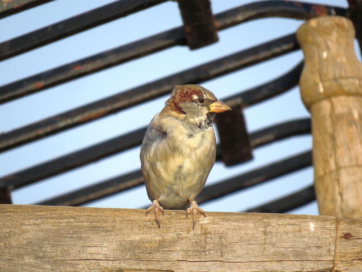 House Sparrow - ML623893567