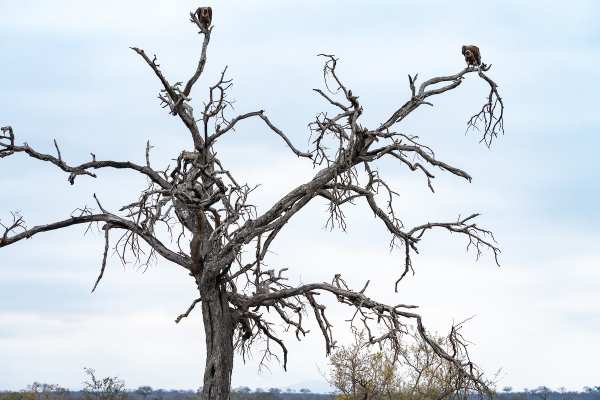 White-backed Vulture - ML623893644