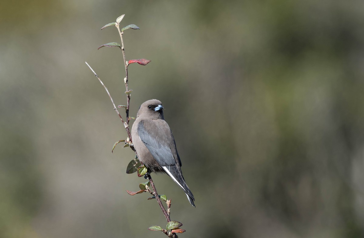 Dusky Woodswallow - ML623893655