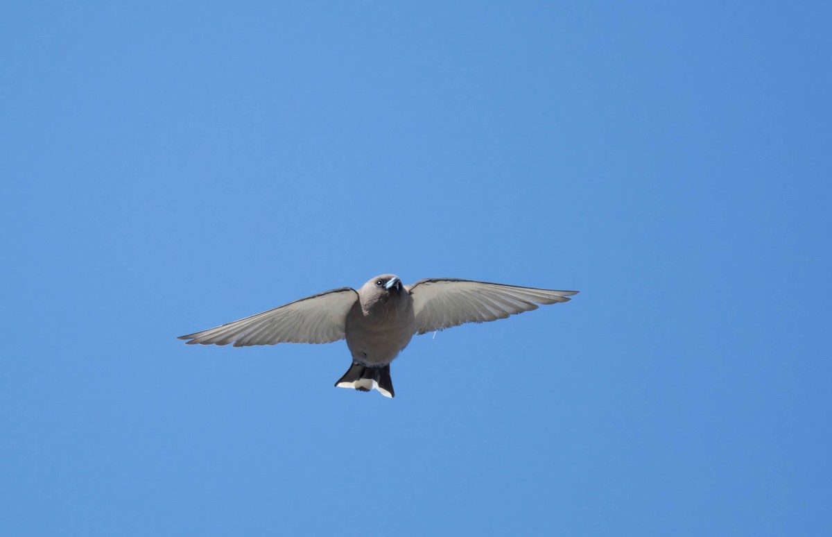 Dusky Woodswallow - ML623893660