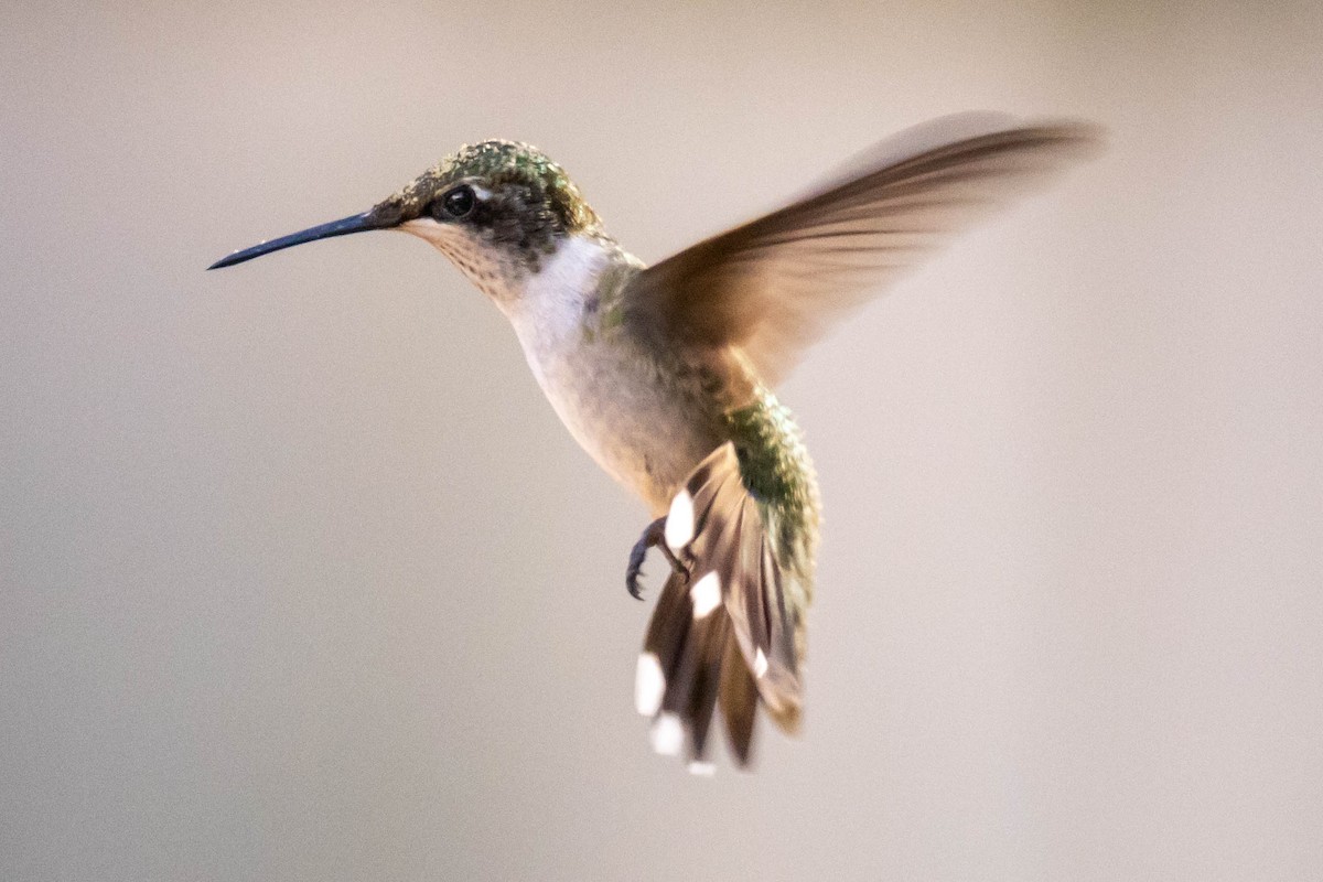 Ruby-throated Hummingbird - ML623893663