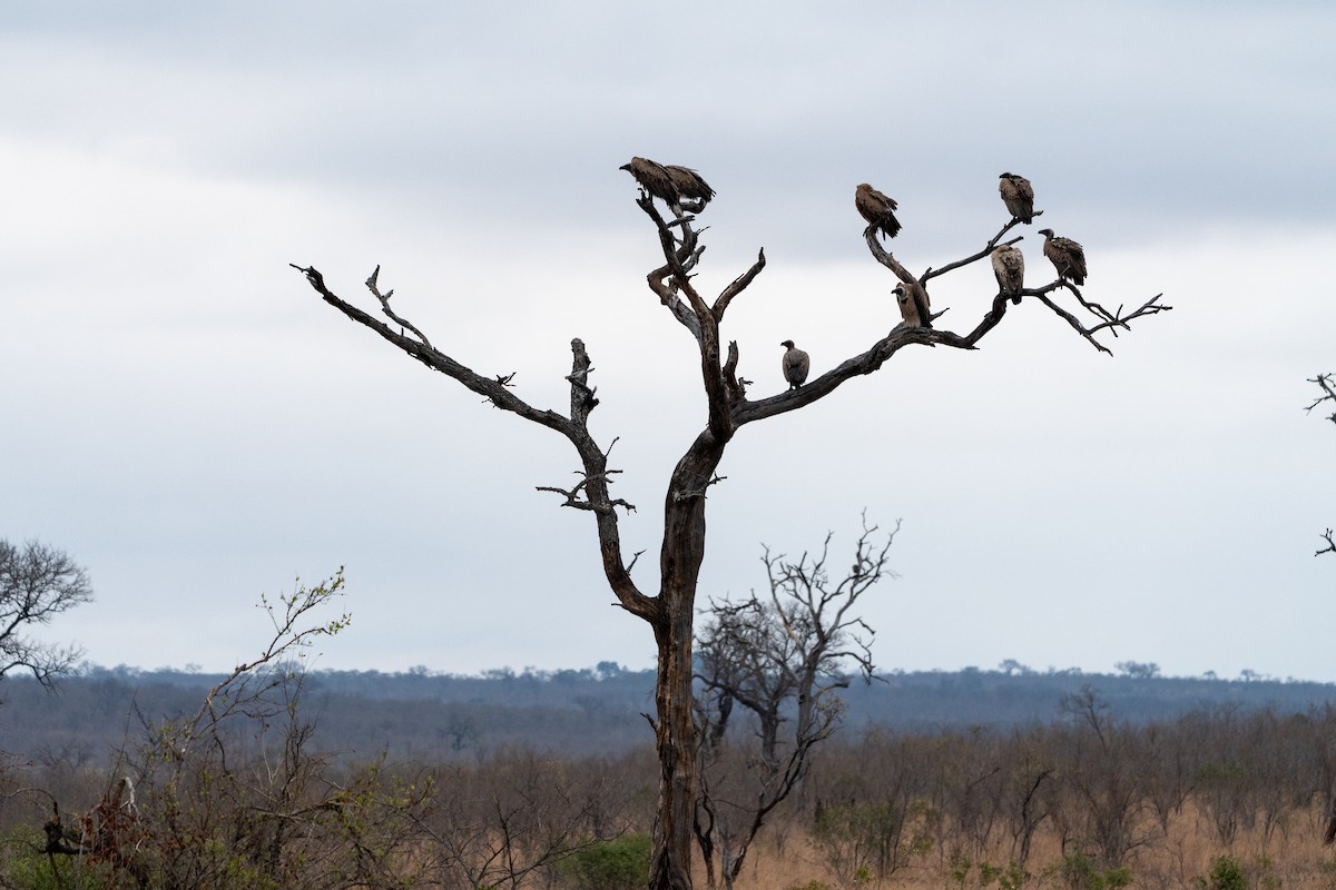 White-backed Vulture - ML623893671