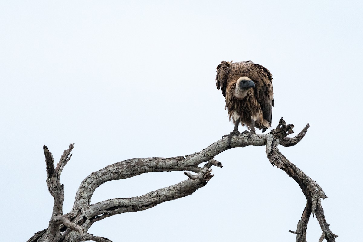 White-backed Vulture - ML623893672