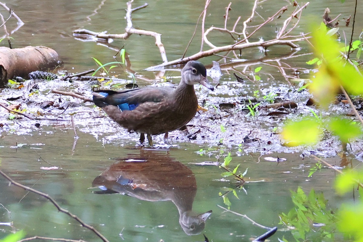 Wood Duck - ML623893673