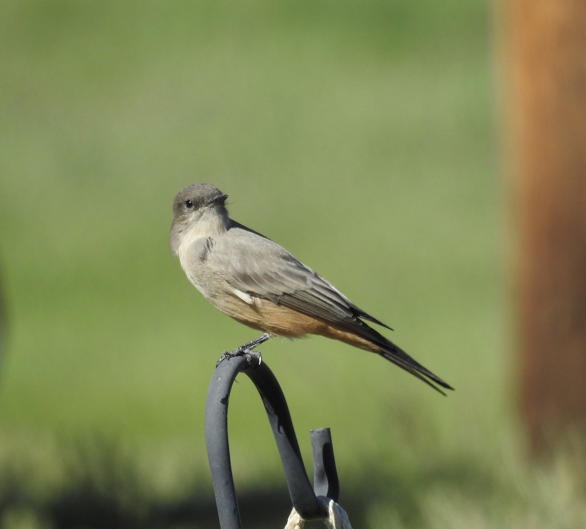 Say's Phoebe - ML623893679
