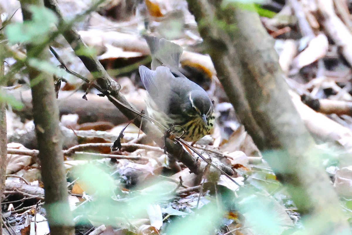 Northern Waterthrush - ML623893702