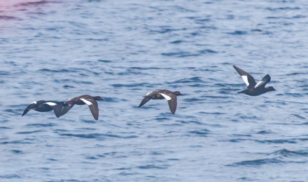 White-winged Scoter - ML623893706