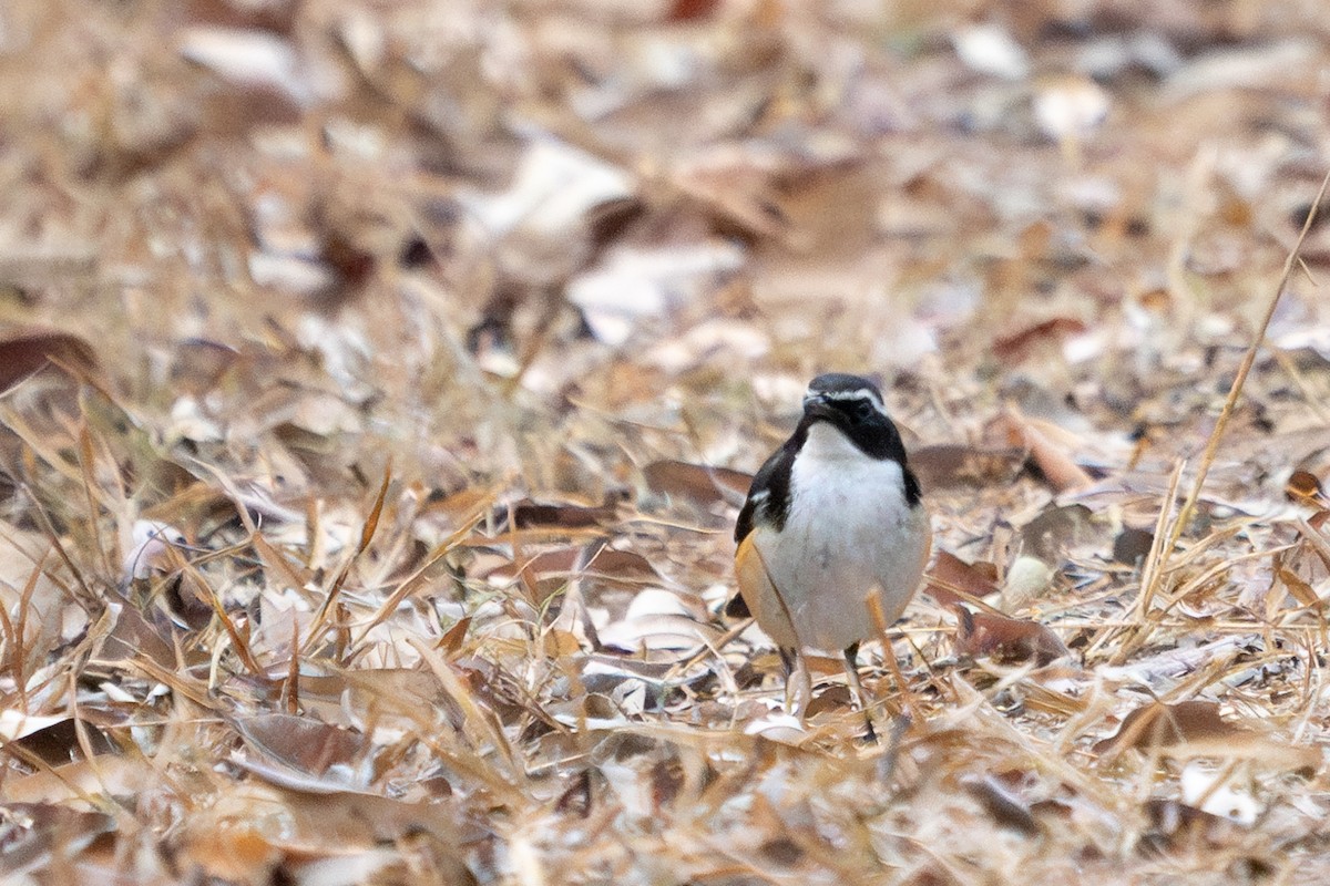 White-throated Robin-Chat - Chantal Pharand