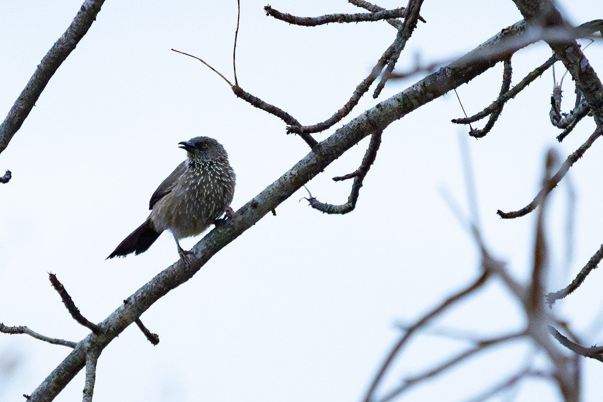 Arrow-marked Babbler - ML623893724