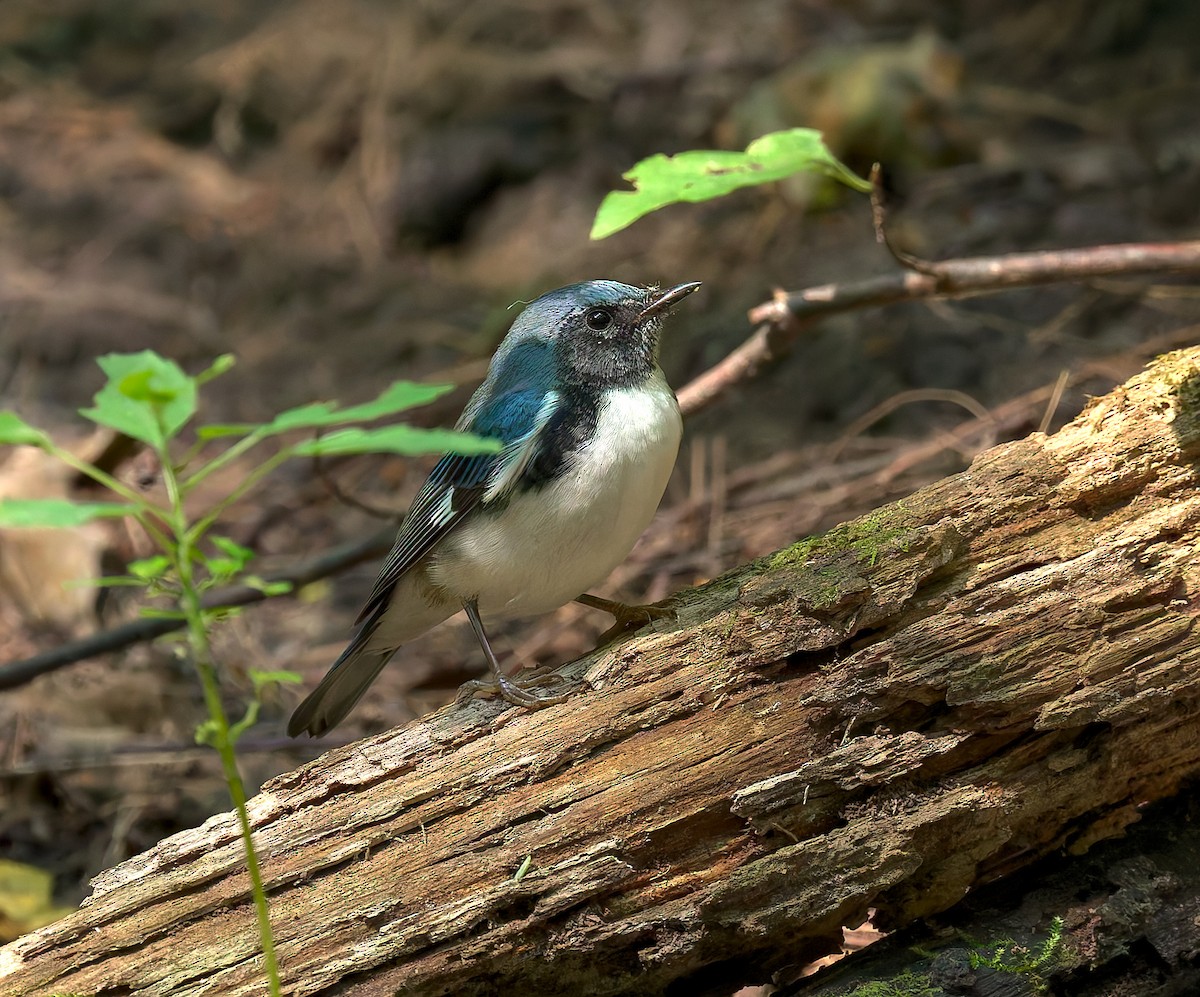 Black-throated Blue Warbler - ML623893741