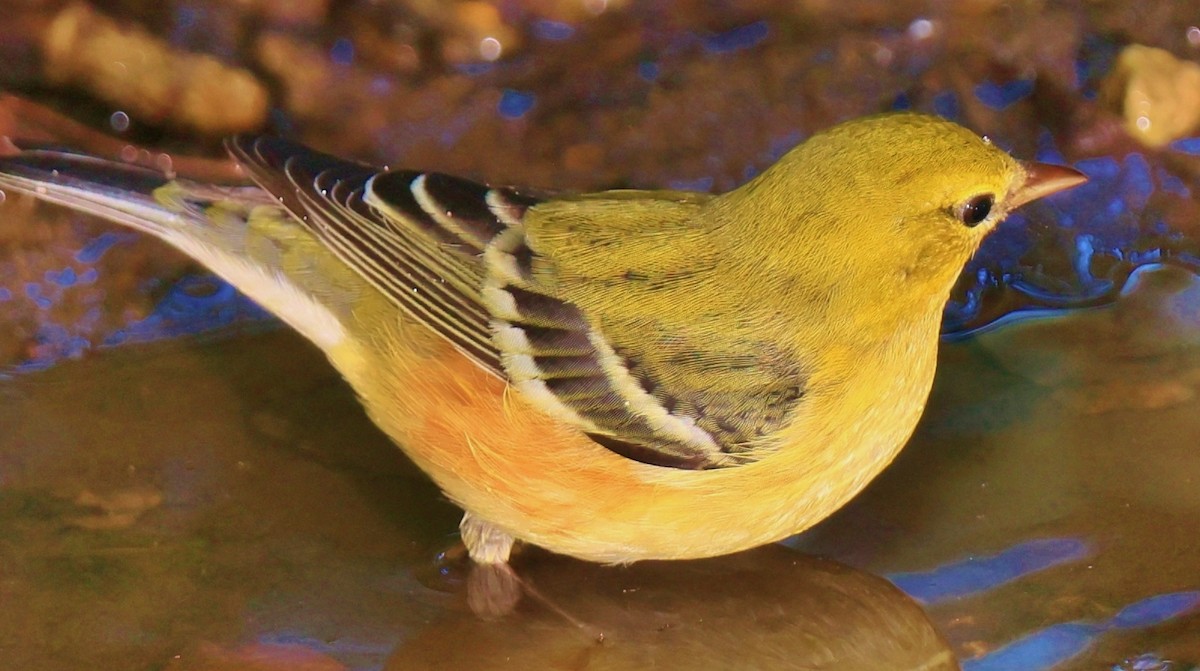 Bay-breasted Warbler - ML623893768