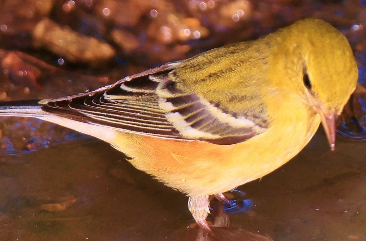 Bay-breasted Warbler - ML623893818