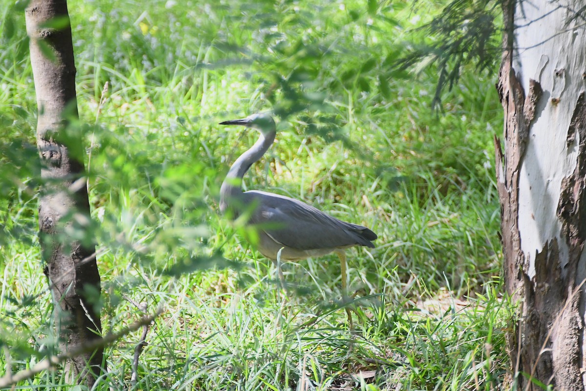 White-faced Heron - Michael Louey