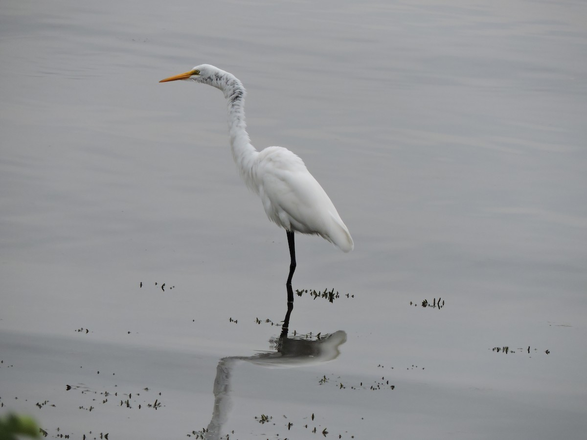 Great Egret - ML623893831