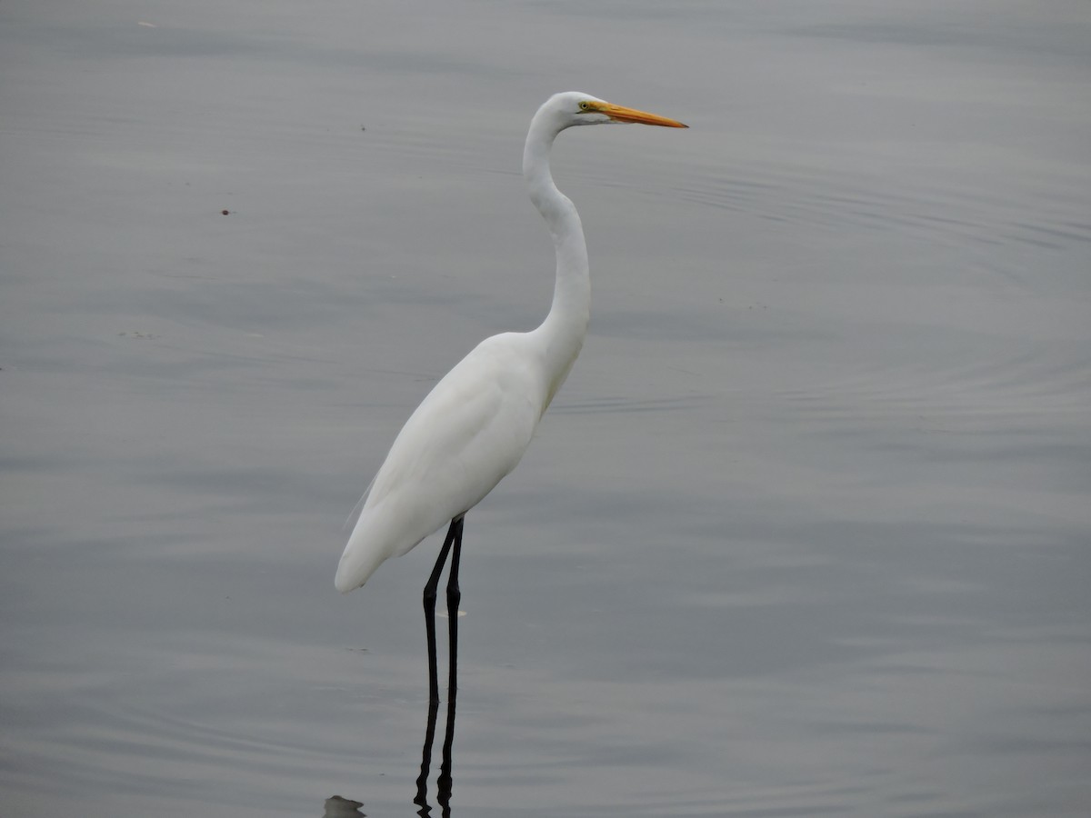 Great Egret - ML623893838