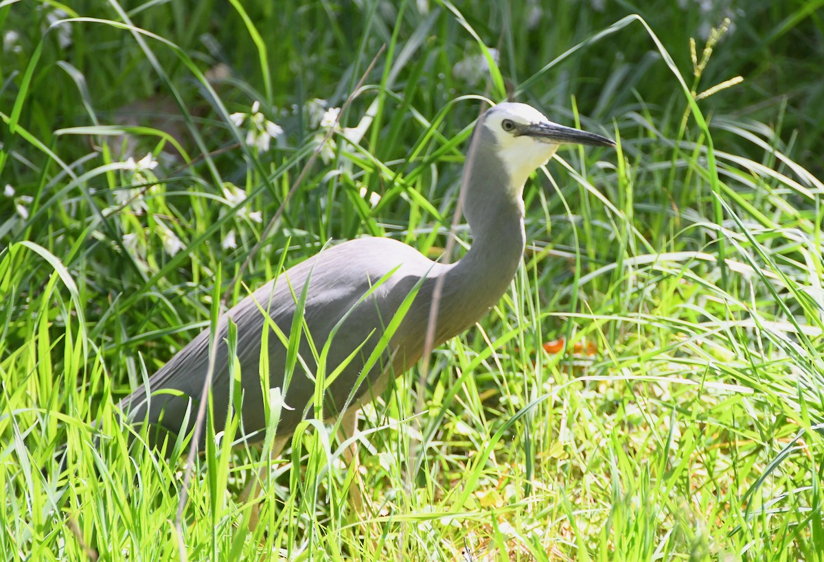 White-faced Heron - Michael Louey