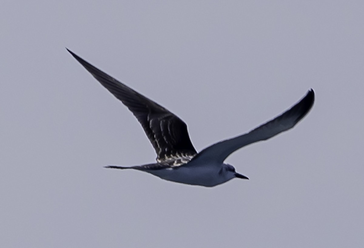 Bridled Tern - ML623893858