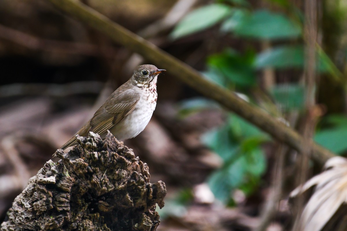 Gray-cheeked Thrush - ML623893866