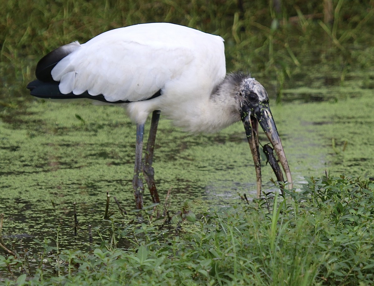 Wood Stork - ML623893875