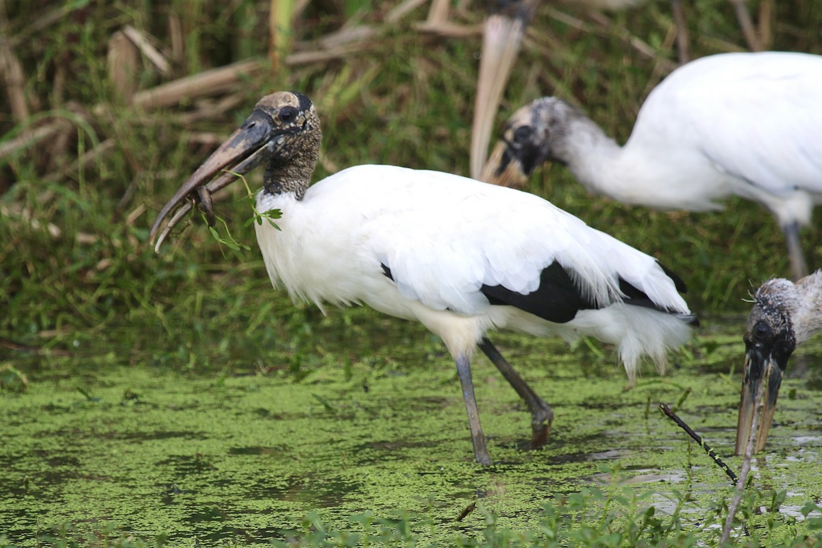 Wood Stork - ML623893877